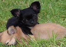 Allergic reactions to pets allergy medicine for dogs