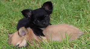 Allergic reactions to pets allergy medicine for dogs