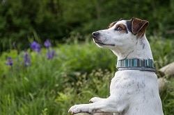 allergy medicine for dogs