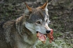 raw dog food diet recipe